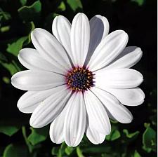 OSTEOSPERMUM ecklonis FlowerPower 'Compact White' (syn. 'Kleoe14205'), Cape Daisy, African Daisy, FlowerPower Series