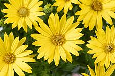 OSTEOSPERMUM ecklonis Ostica 'Glamour', Cape Daisy, African Daisy