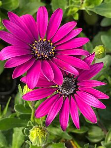 OSTEOSPERMUM ecklonis Ostica 'Purple', Cape Daisy, African Daisy