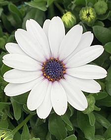 OSTEOSPERMUM Osticade 'Pure White', Cape Daisy, African Daisy