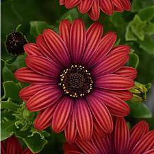 OSTEOSPERMUM ecklonis Zion 'Red' (syn. 'Kleoe16278'), Cape Daisy, African Daisy, Zion Series