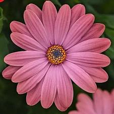 OSTEOSPERMUM ecklonis Zion 'Rose Surprise' (syn. 'Kleoe22627'), Cape Daisy, African Daisy, Zion Series