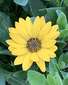 OSTEOSPERMUM Osticade 'Yellow', Cape Daisy, African Daisy