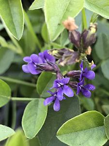 ORBEXILUM pedunculatum, Sampson's Snakeroot, Mountain Pea