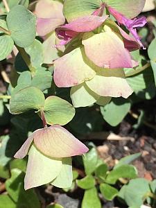 ORIGANUM 'Kent Beauty' (O. rotundifolium 'Kent Beauty'), Oregano