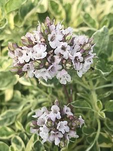 ORIGANUM vulgare 'White Anniversary', Ornamental Oregano