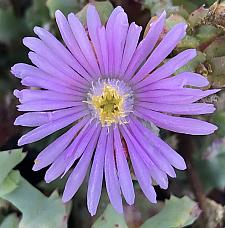 OSCULARIA deltoides (syn. LAMPRANTHUS deltoides), 