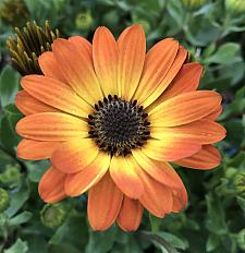 OSTEOSPERMUM 'Margarita Orange Flare', Cape Daisy, African Daisy