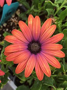 OSTEOSPERMUM ecklonis Ostica 'Bronze', Cape Daisy, African Daisy