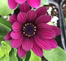 OSTEOSPERMUM ecklonis Ostica 'Burgundy', Cape Daisy, African Daisy