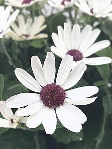 PERICALLIS hybrid Senetti 'White Red Heart', 