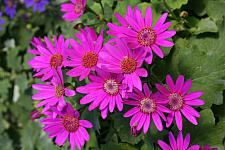 PERICALLIS Senetti 'Baby Magenta', CINERARIA