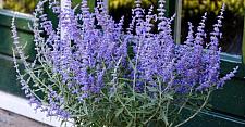 PEROVSKIA atriplicifolia 'Lacey Blue', Dwarf Russian Sage