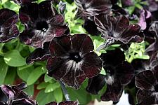 PETUNIA Crazytunia 'Black Mamba', Crazytunia Series Petunia