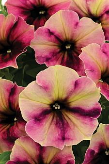 PETUNIA Crazytunia 'Blackberry Cheesecake', Crazytunia Series Petunia