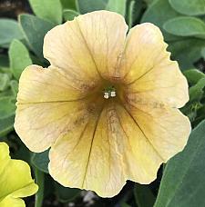 PETUNIA Cascadias 'Indian Summer', 