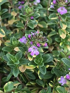 THYMUS 'Doone Valley', Thyme