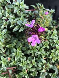 THYMUS herba-barona, Caraway Thyme