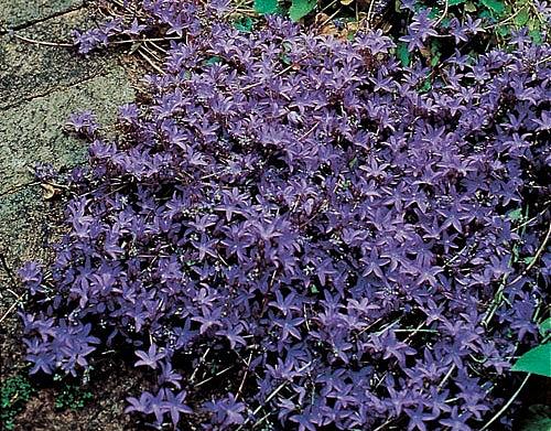 CAMPANULA poscharskyana Blue Waterfall (='Camgood'), Serbian Bellflower