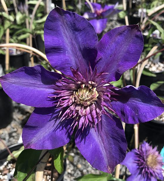 CLEMATIS 'Multi Blue', Clematis: Mid-season large-flowered type