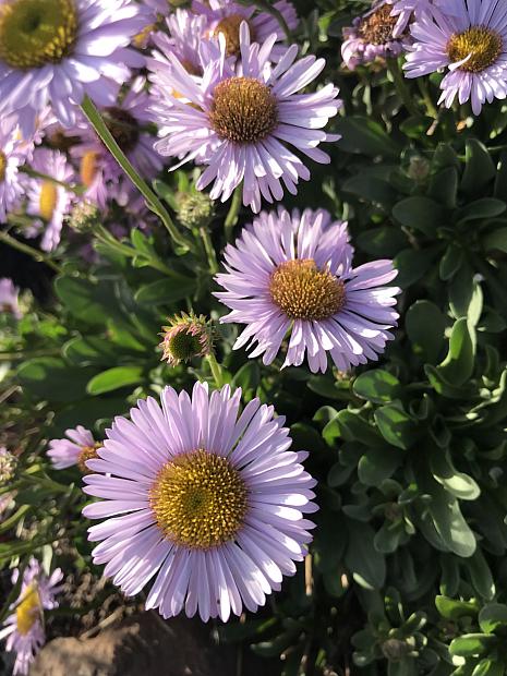 ERIGERON glaucus 'Wayne Roderick', Seaside Daisy, Beach Fleabane Daisy