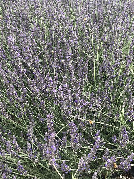 LAVANDULA 'Davy's Love', Davy's Love Lavender