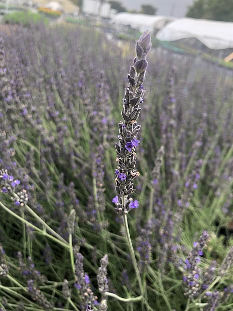 LAVANDULA 'Davy's Love', Davy's Love Lavender