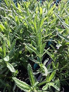 LAVANDULA dentata 'Green', Lavender, Toothed Lavender