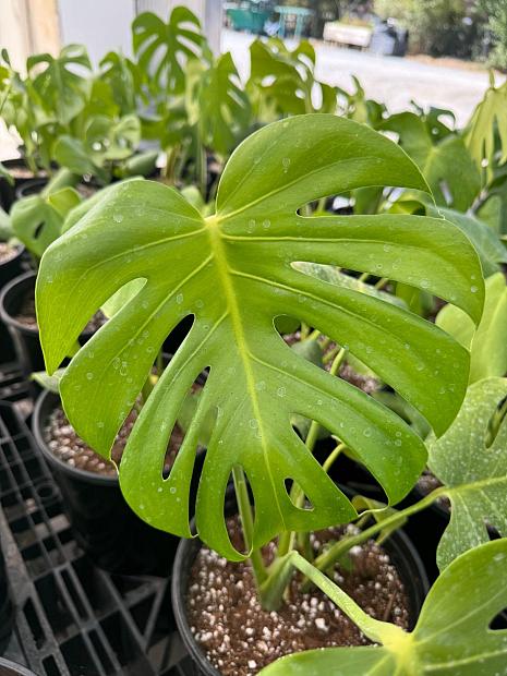 MONSTERA adansonii, Swiss Cheese plant