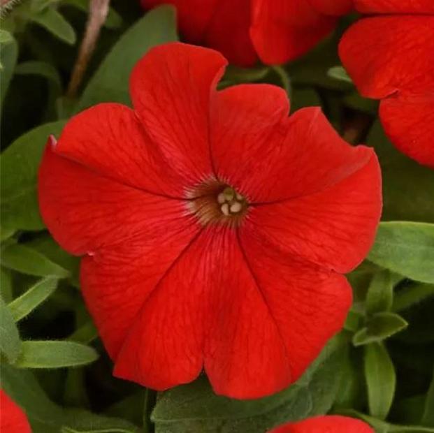 PETUNIA x hybrida Headliner 'Red' (syn. 'Kleph14248'), Headliner Series Petunia