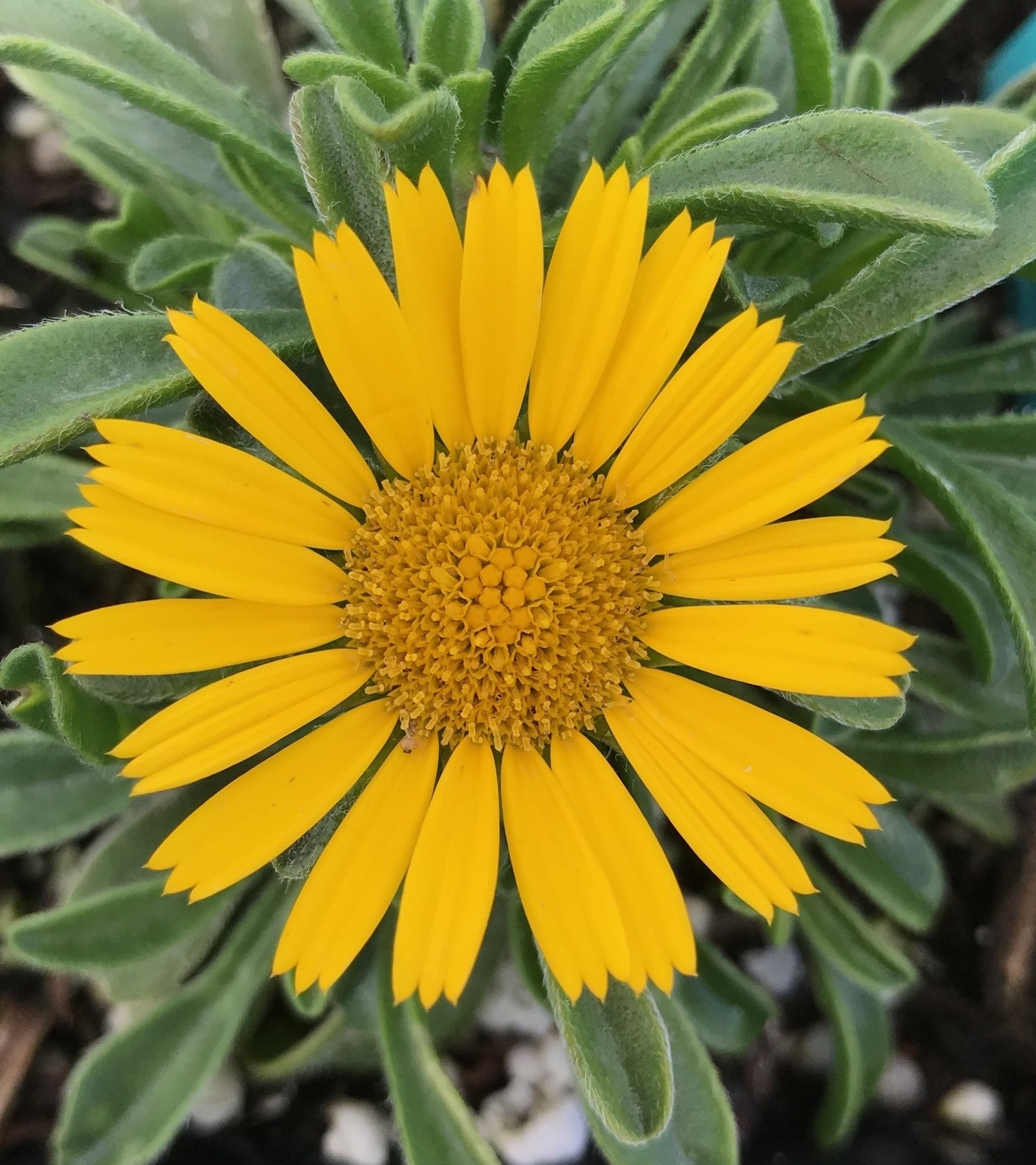 ASTERISCUS maritimus 'Golden Dollar' | emerisa gardens