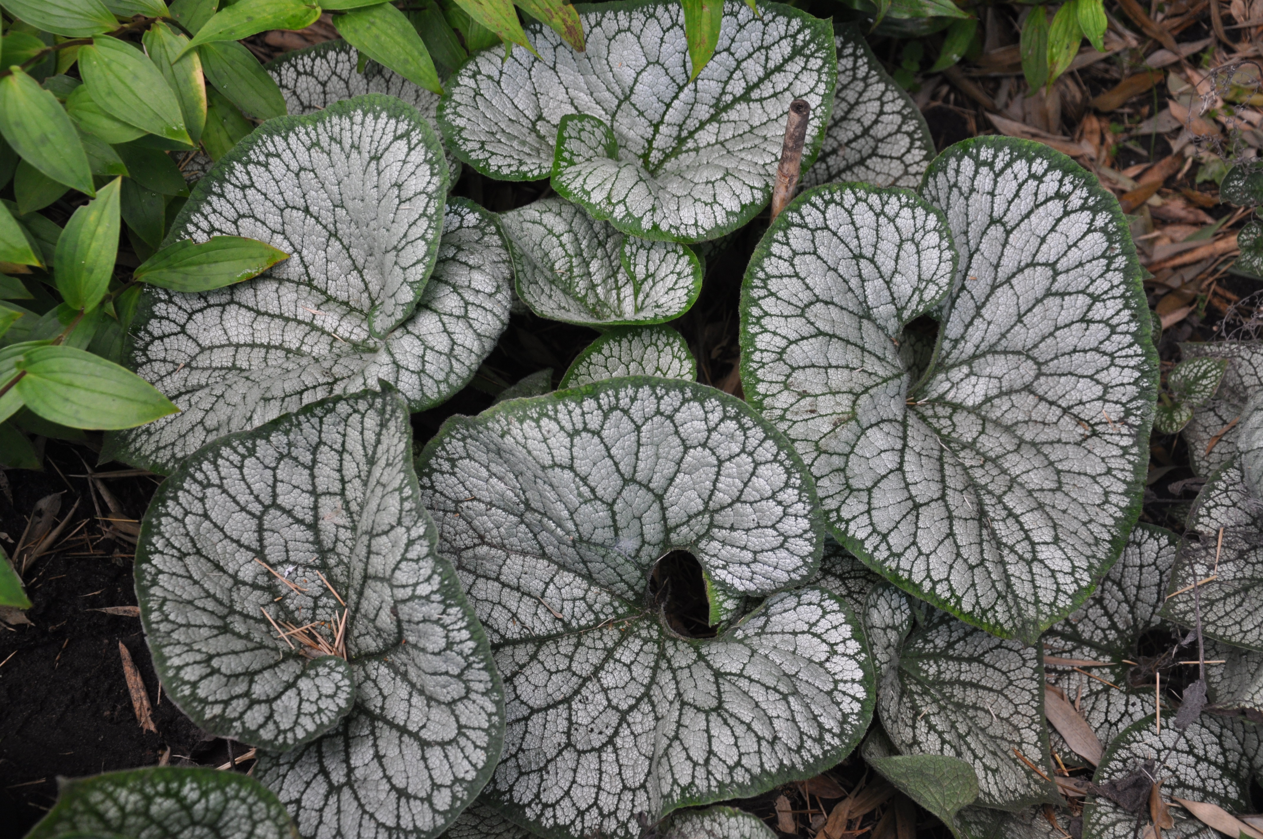 Бруннера Brunnera macrophylla