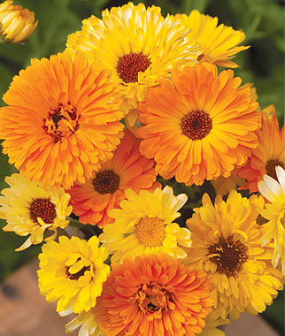 Calendula Officinalis 'pacific Beauty Mix' 