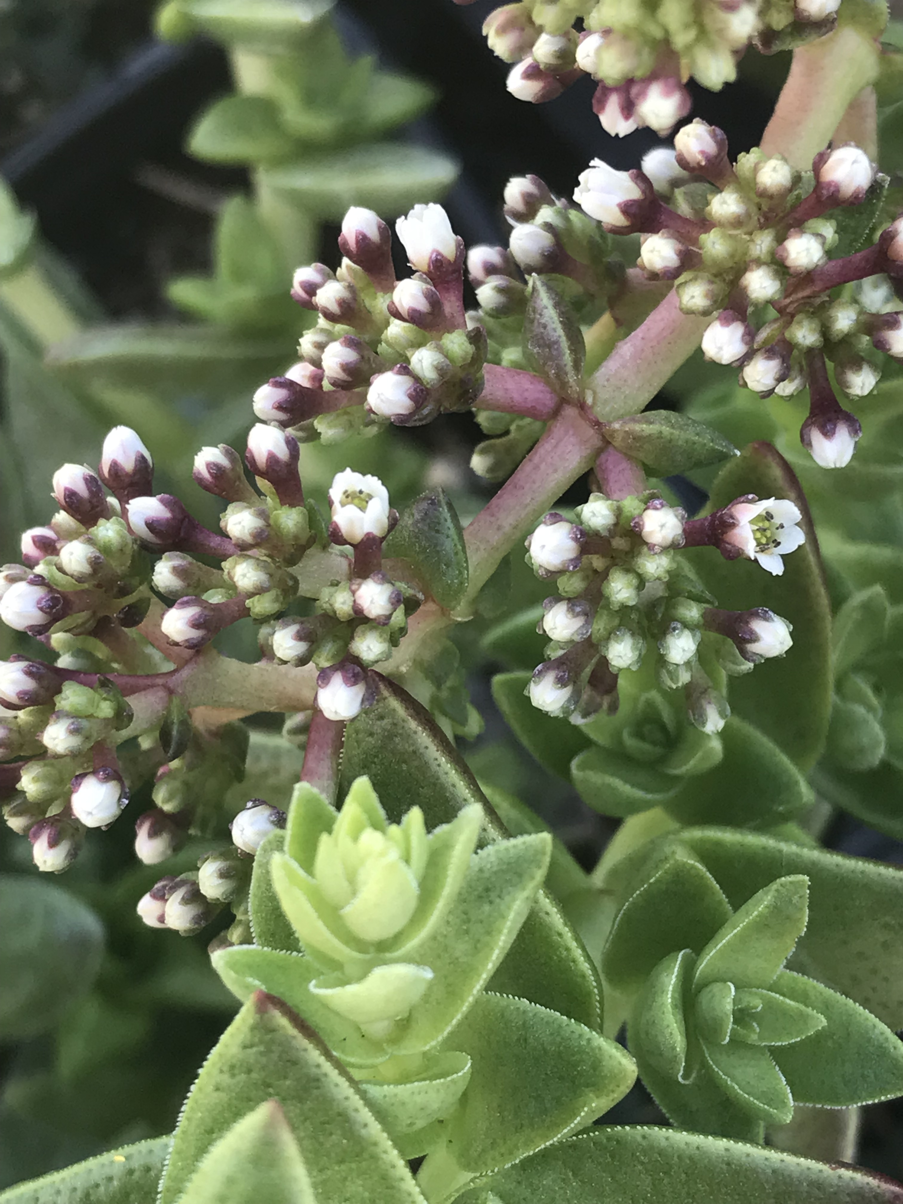 CRASSULA capitella 'Shark's Tooth' | emerisa gardens