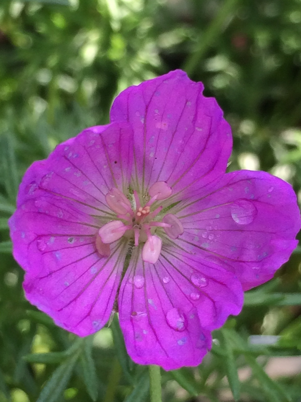 GERANIUM incanum 'Sugar Plum' | emerisa gardens