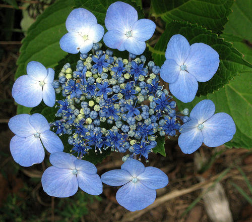 HYDRANGEA macrophylla 'Blue Wave' ('Mariesii Perfecta') | emerisa gardens