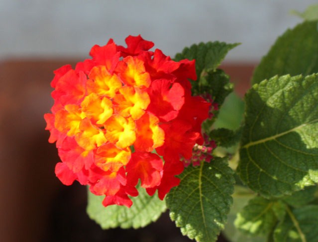 Lantana Dallas Red Emerisa Gardens