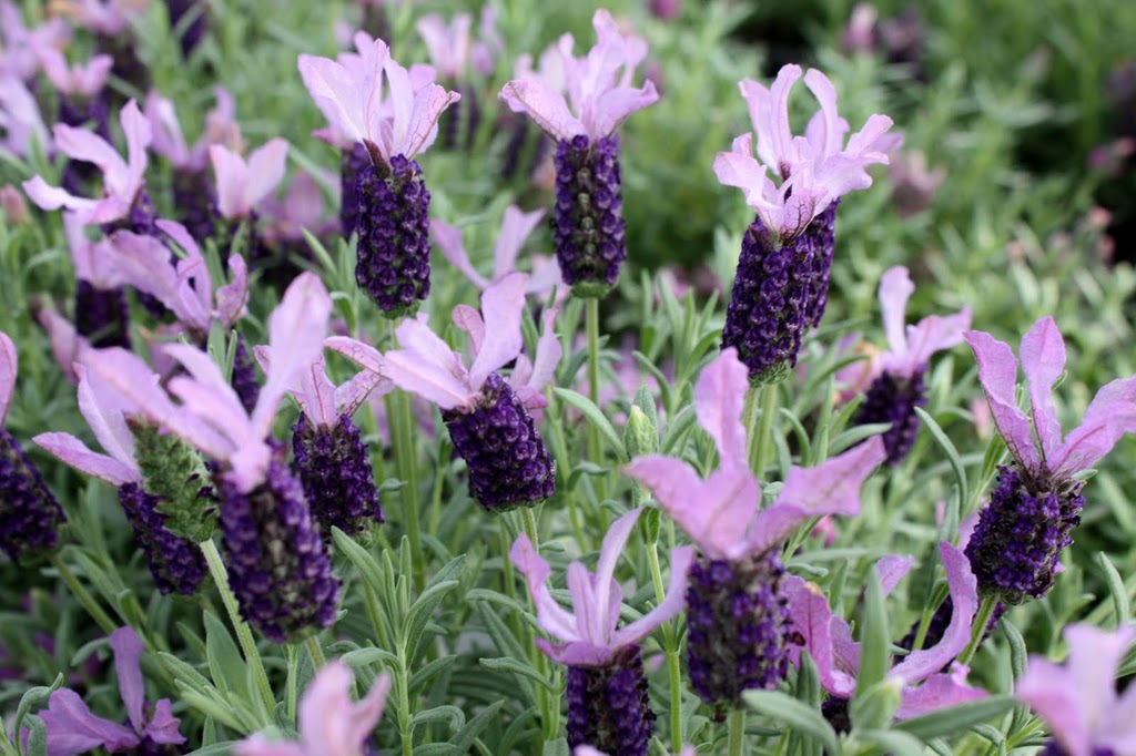 LAVANDULA stoechas 'Blueberry Ruffles' | emerisa gardens