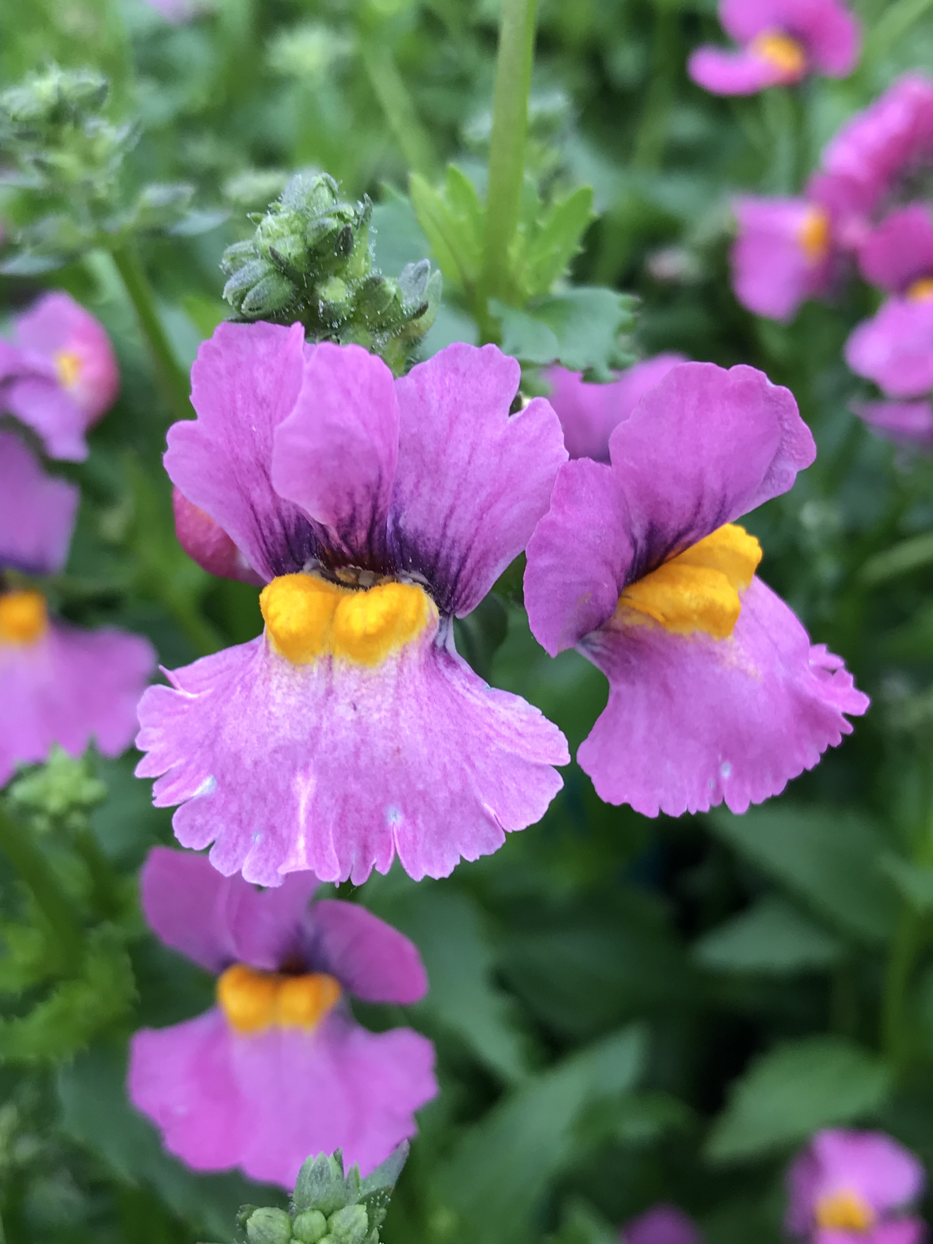 NEMESIA hybrid Nessie 'Cassis' | emerisa gardens