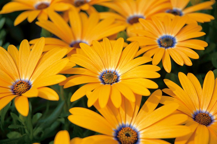 OSTEOSPERMUM x hybrida Blazing Daisy 'Sunset Orange' | emerisa gardens