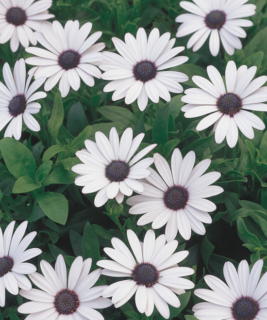 OSTEOSPERMUM hybrid 'Soprano® White' | emerisa gardens