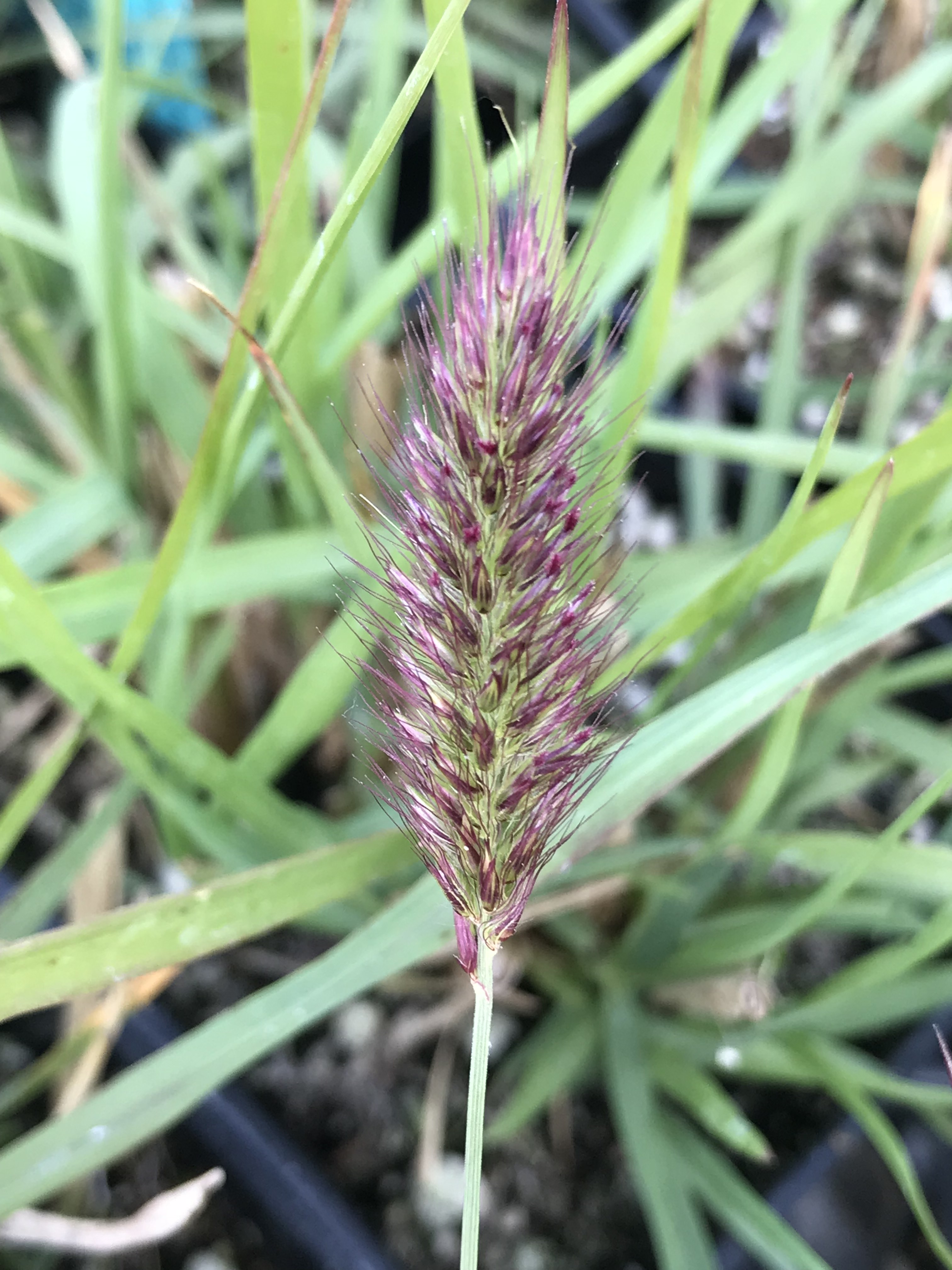 Pennisetum Fairy Tales Emerisa Gardens