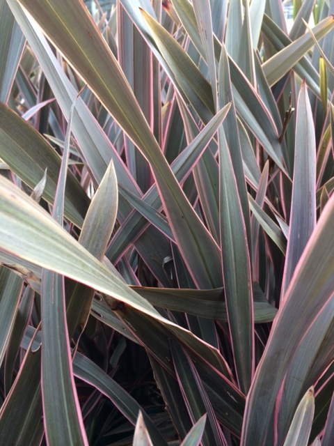 PHORMIUM tenax 'Pink Stripe