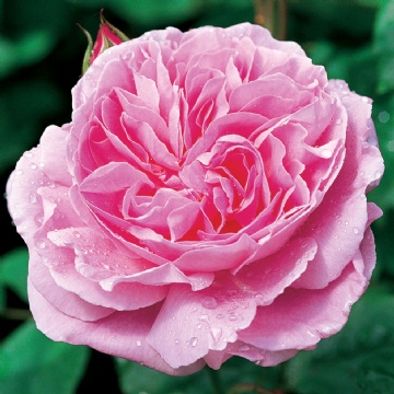 ROSA \'Mary Rose\' gardens (=Ausmary) root) emerisa | (own