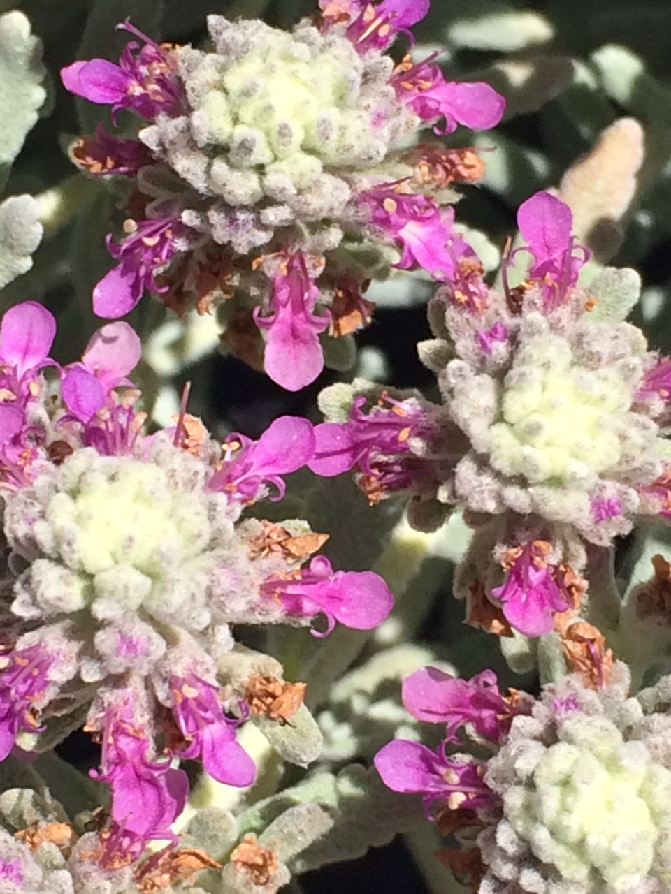 TEUCRIUM cossonii (syn. T. majoricum) | emerisa gardens