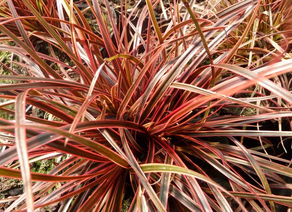 UNCINIA rubra 'Belinda's Find' | emerisa gardens