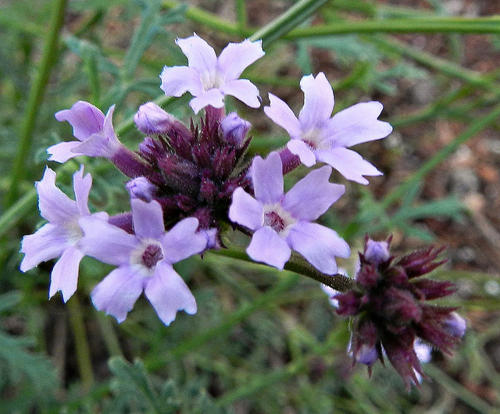 VERBENA lilacina 'De La Mina' | emerisa gardens