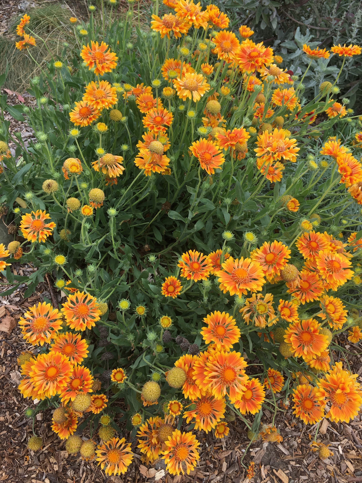 Gaillardia Aristata Oranges And Lemons Emerisa Gardens