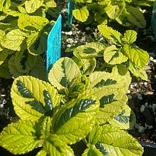 CEANOTHUS griseus var. horizontalis 'Diamond Heights', Carmel Creeper, Californian Lilac