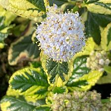 CEANOTHUS x 'Emerisa's Gem', Carmel Creeper, Californian Lilac